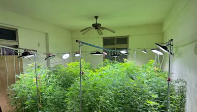 農夫轉型拚經濟 居家種植442株大麻