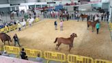 Más de medio centenar de caballos de silla en el XI Certamen de Mieres