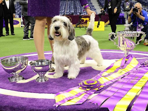 How to Watch the 2024 Westminster Dog Show, Including Where to Stream the Best in Show Round