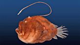 Study sheds light on anglerfish's weird mating routine