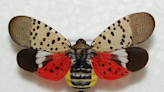 A dangerous hitchhiker: How spotted lanternflies get around