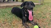 Friendly Lab Mix Who 'Might Slobber on You' Breaks World Record for the Longest Tongue on a Dog