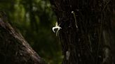 A rare 'Super' ghost orchid is blooming at Corkscrew Swamp Sanctuary. Here's how to see it