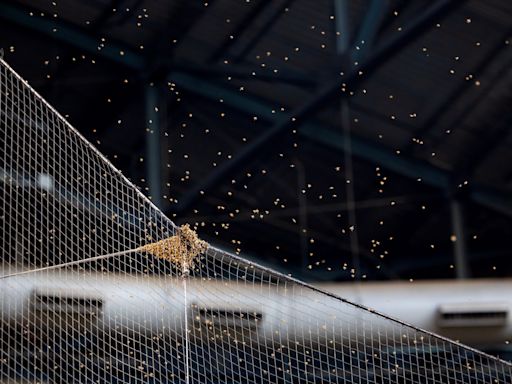 Dodgers-Diamondbacks game delayed after bee colony forms on netting at Chase Field