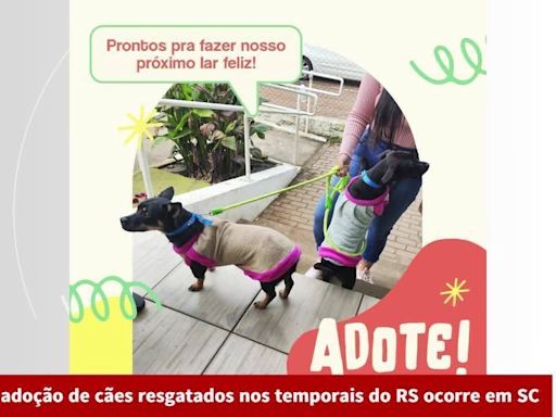 Cachorros resgatados nas enchentes do RS são colocados para adoção em feira na Grande Florianópolis