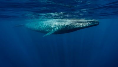 Massive blue whale seen off the coast of Massachusetts in rare double sighting