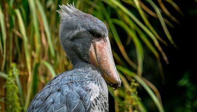 “Boca de ametralladora”: así es el exótico pájaro africano que come cocodrilos y mata a su familia