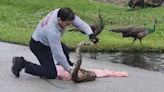 Fire rescue officer makes amazing capture of boa constrictor on road