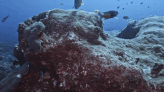 Unusually Healthy Coral Reefs, Surrounded By Oil Drilling