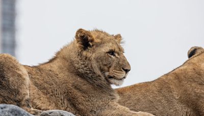 Lion cub at Lincoln Park Zoo put down after medical complications