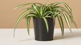 Looking to liven up your office? Here are 9 office plants to add to your workspace