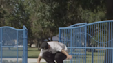 Watch Chris Joslin Try to Tre Flip 100 Different Ways