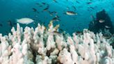 World's oceans have gone 'crazy haywire,' officials warn, with majority of coral reefs in peril