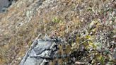 Hiker stumbles across mysterious object in Yukon's Tombstone Territorial Park