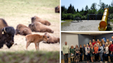 AROUND ALASKA: Baby Bison Born, Playground Improvements, and Saying Goodbye!