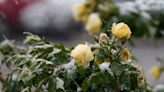 Freezing weather: How to protect what you’ve planted outside