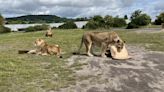 Lions that are always wrong predict England pain