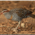 Buff Banded Rails by iCamPix.Net