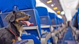 Your Guide to Pet Passports