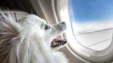 BARK Air, the first airline catering specifically to dogs, is booking flights now