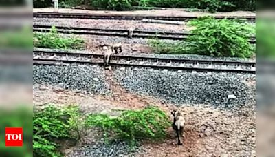 Railways reduce speed of trains near lion habitat | Rajkot News - Times of India