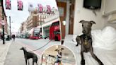 We fly our Italian greyhound around the world on vacation – and spent $6K on his own cabin seat