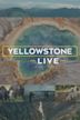 Yellowstone Live