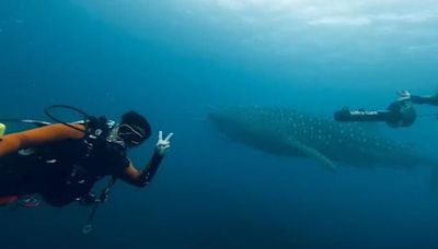 澎湖南方四島海域偶遇「大鯨鯊」！潛水客直呼驚喜 畫面曝光