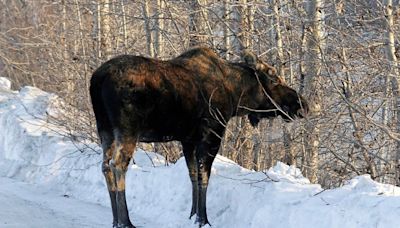Moose attack in Alaska kills man, prompting investigation