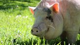 Sweet Pigs Rescued From Laboratory Settling in at Their New Sanctuary Will Melt Hearts