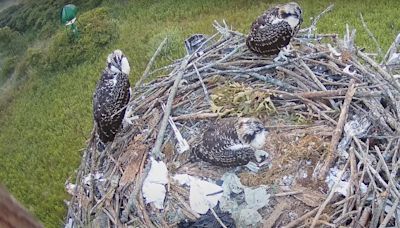 Remote camera gives live view in to rare Osprey nest in the Niagara region, Canada