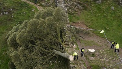 Two men charged over felling of famous Sycamore Gap tree