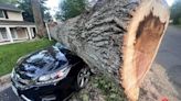 '30 seconds before it would have probably been a different story' | Tree comes crashing down on several parked cars in Fairfax County