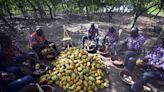 Africa’s Cocoa Harvest Is Falling Short Just When Needed Most