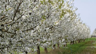 Obstbauern erwarten eher schlechte Kirschenernte - starke regionale Unterschiede