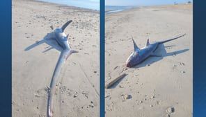 Thresher shark washes up on Duxbury Beach