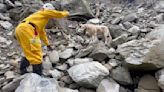 “Roger”, un perro demasiado juguetón que fracasó en la academia de policía, es una estrella en los rescates tras el terremoto de Taiwán
