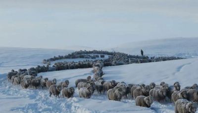 La dramática postal de la hacienda por las intensas nevadas en la Patagonia