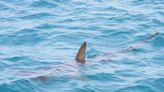 Floride : Attaqué par un requin bouledogue, il filme la scène depuis son jet-ski