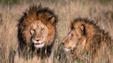 Real Life Lion 'King of the Serengeti' Dies in Africa