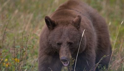 Fatal black bear attack in Northern California was first in state history, officials say
