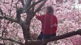武陵農場櫻花怒放 大媽為拍美照「學猴爬上樹」誇張畫面曝
