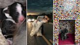 Top headlines: Couple's unique wedding photos grab attention online, plus pet tales and more hot reads