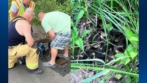 Ducks rescued from South Park Township sewer
