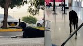 La triste historia de Rafael, el perro abandonado afuera del Aeropuerto de Valledupar que esperó el regreso de su dueño