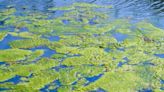 Mixed Algae Conversion Research Opportunity Will Award up to $18.8 Million to Address R&D Challenges in Converting Algae to Biofuels...