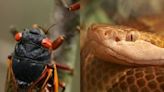 Freaky bugs and poisonous snakes: Why you may see more copperheads with ‘cicada-geddon’
