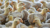 Bird flu sparks warning for pet owners: "Take great caution"