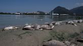 An overdue Olympic pledge to restore Rio de Janeiro’s lagoons is finally taking shape - The Morning Sun