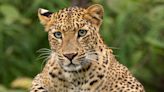 Leopard attacks men at South Africa air force base